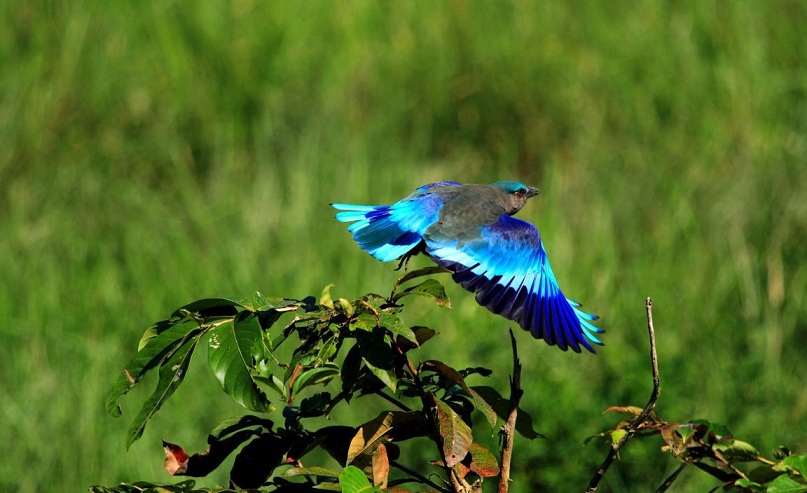 Blue Bird Bharatpur Sanctuary