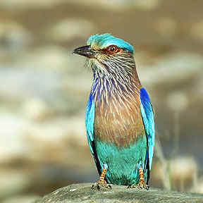 Green Bird bharatpur