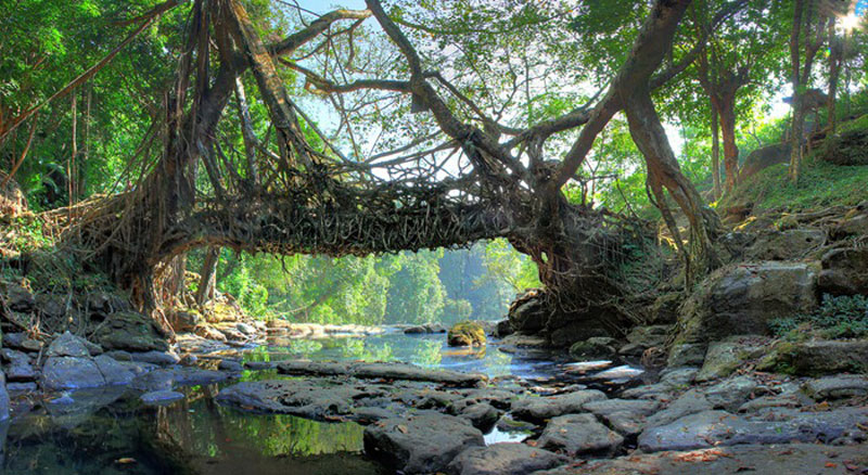 Living Root Bridge Cherrapunjee