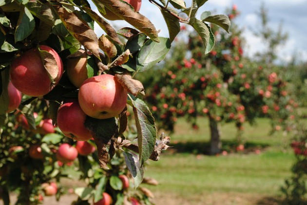 Apple Orchards in Khajjiar