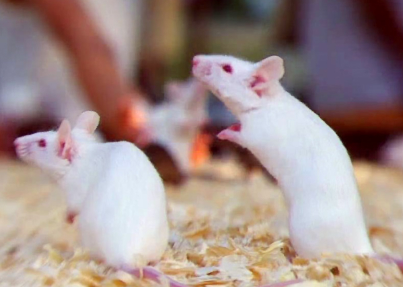 White Rats at Karni Mata Temple, Rajasthan