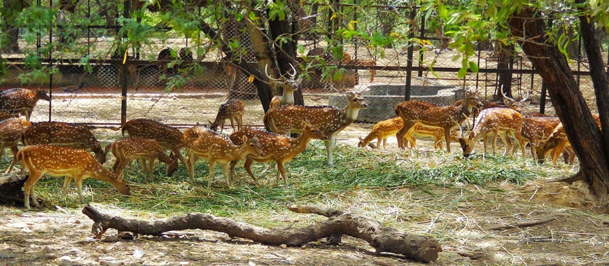 Deer Park, Hauz Khas, Delhi