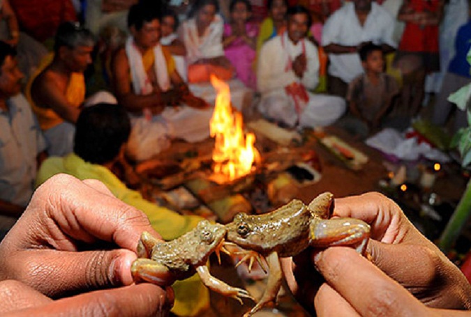 Frog Wedding in Assam