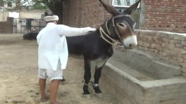 Tippu - Haryana's Super Donkey Worth Rs. 10 Lacs