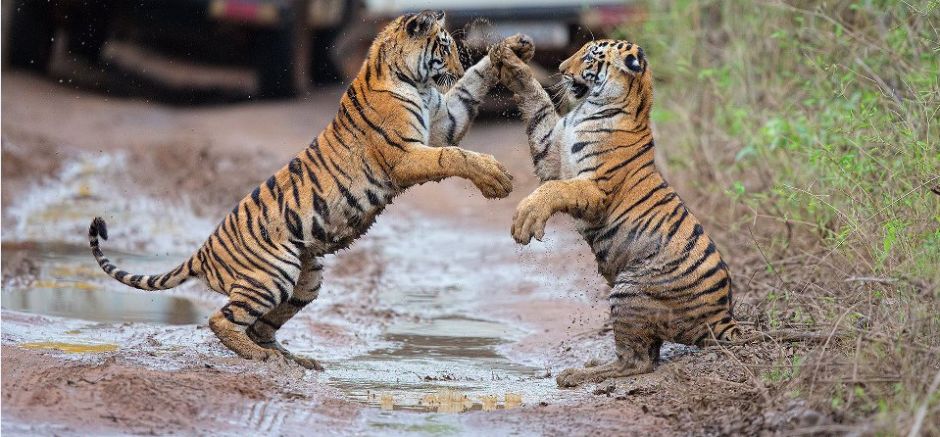 Bengal Tiger Cubs