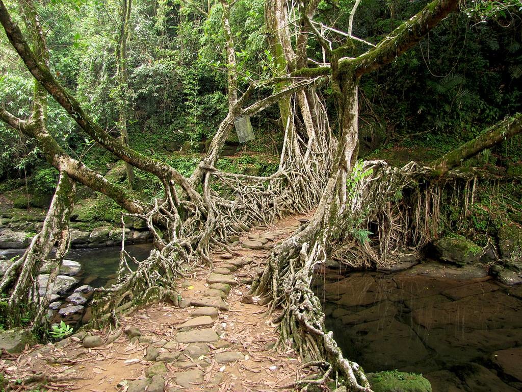 Living Root Bridge Meghalaya