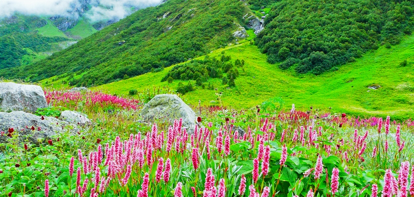 Valley of Flowers Green
