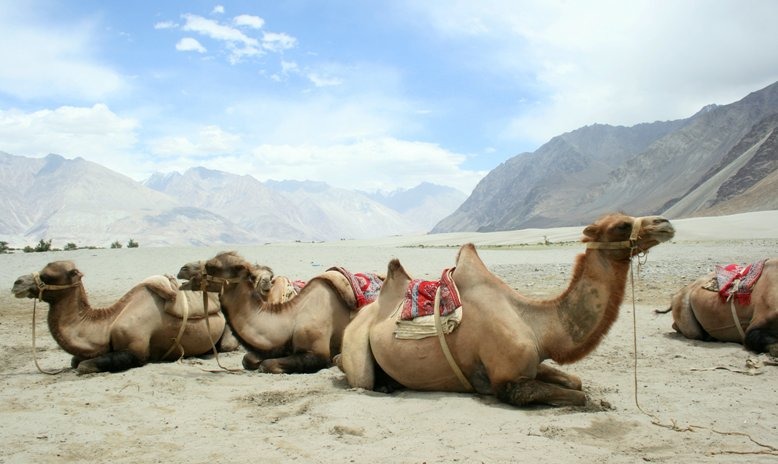 Camels in Nubra Valley