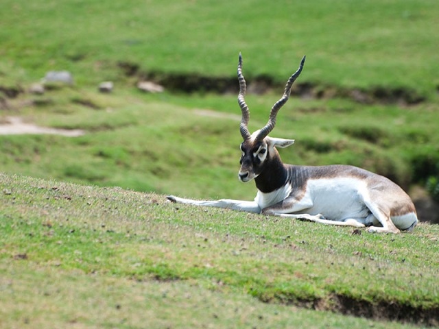 Mahavir Harina Vanasthali Deer Park, Hyderabad