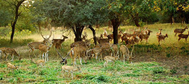 Mahavir Harina Vanasthali National Park, Hyderabad