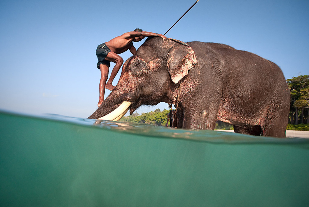 Rajan - The Swimming Elephant at Andaman Islands
