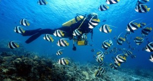 Top 5 Places in India for Scuba Diving