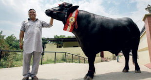 Yuvraj – India’s Super Bull worth Rs.9 Crore