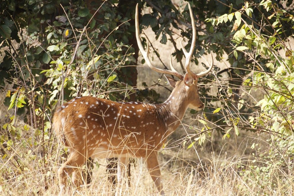 Deer in Sariska National Park
