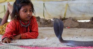Shetpal - India's Land of Snakes
