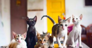 Cat Café Studio, Mumbai - A Cafe for Stray Cats