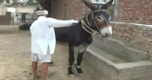 Tippu - Haryana's Super Donkey Worth Rs. 10 Lacs