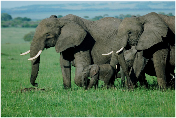 1A herd of elephants in the Masai Mara Game Reserve Kenya - Travel News, Insights & Resources.